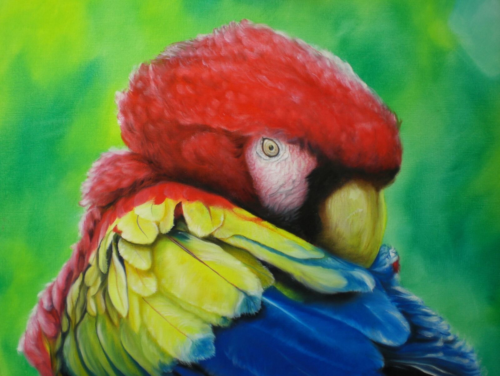 CASIO EX-Z77 sample photo. Ara, bird, parrot photography