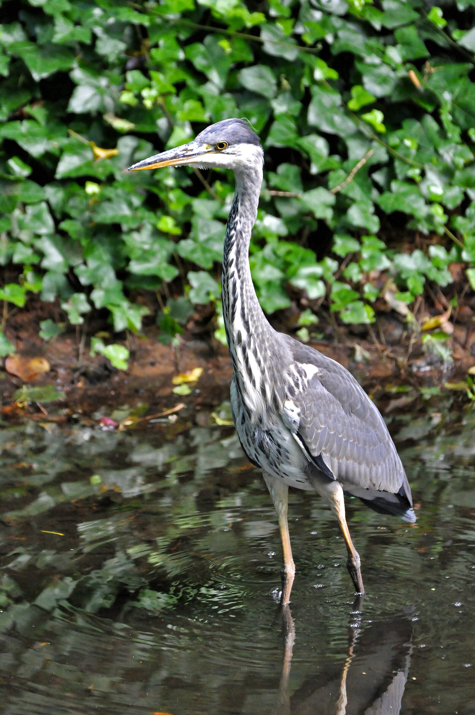 Nikon D90 sample photo. Heron, grey heron, bird photography