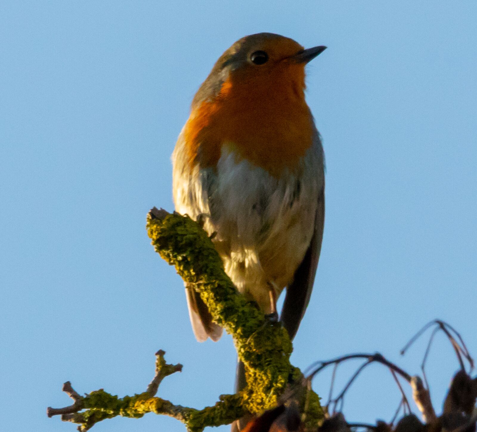 150-600mm F5-6.3 DG OS HSM | Contemporary 015 sample photo. Robin redbreast in tree photography