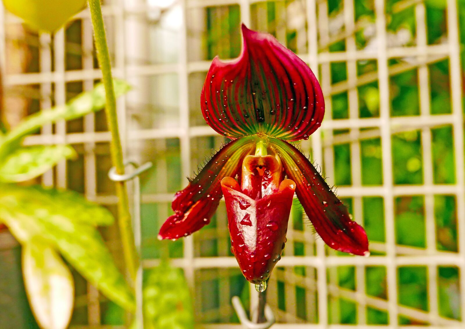 Panasonic Lumix DMC-LX100 sample photo. Nature, plant, orchid photography