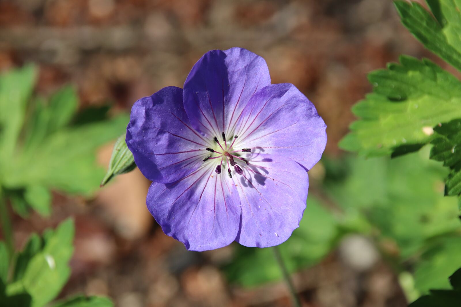 Canon EOS 200D (EOS Rebel SL2 / EOS Kiss X9) sample photo. Flower, garden, spring photography