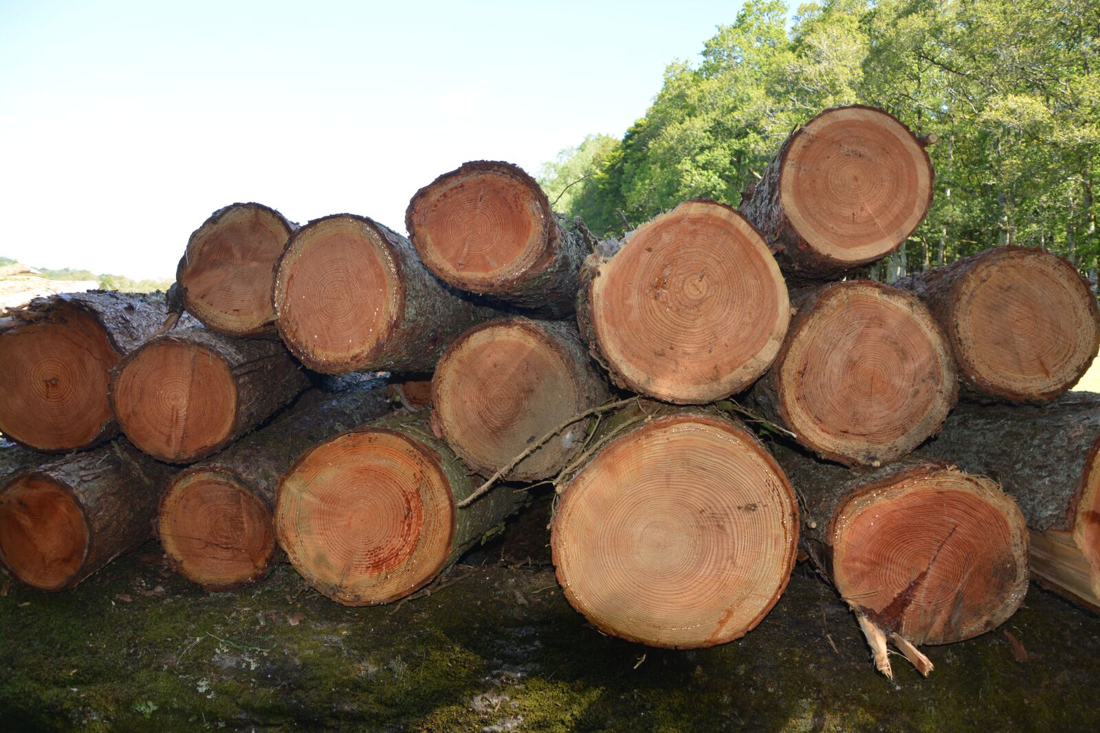 Nikon D5200 sample photo. Wood, trunks, tree photography