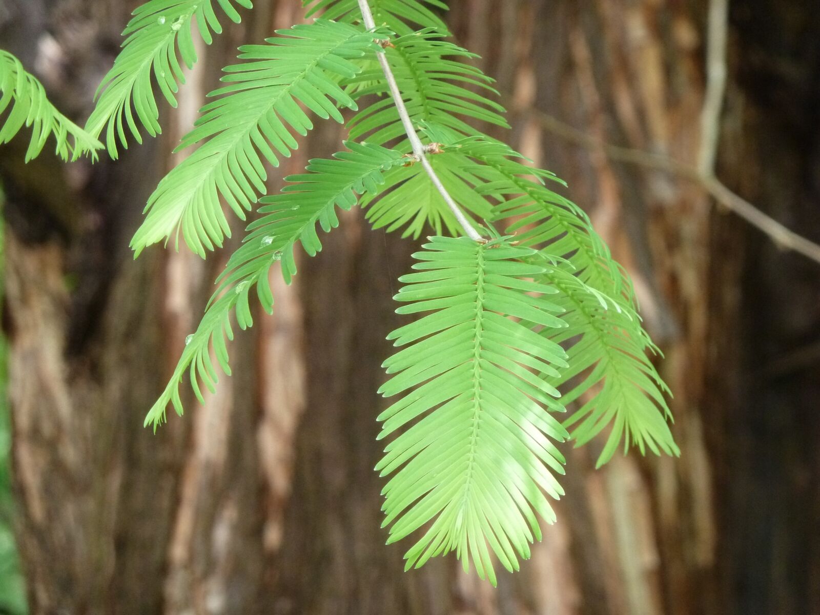 Panasonic Lumix DMC-ZS5 (Lumix DMC-TZ8) sample photo. Sequoia, leaves, giant redwood photography