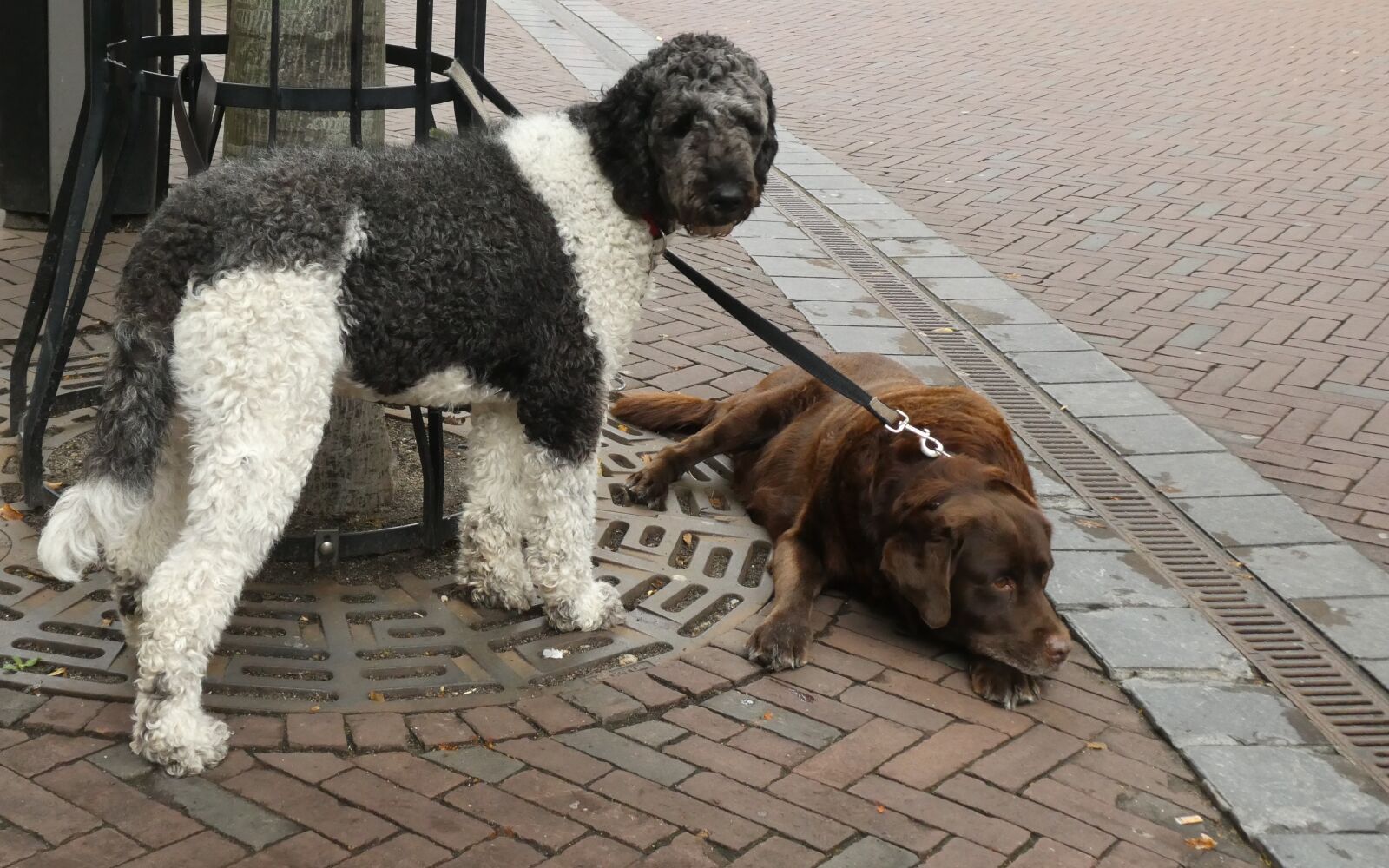 Panasonic Lumix DC-ZS70 (Lumix DC-TZ90) sample photo. Dogs, wait, watch photography