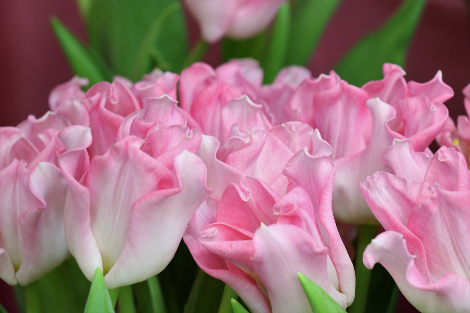 Canon EOS 77D (EOS 9000D / EOS 770D) sample photo. Tulips, flowers, pink photography