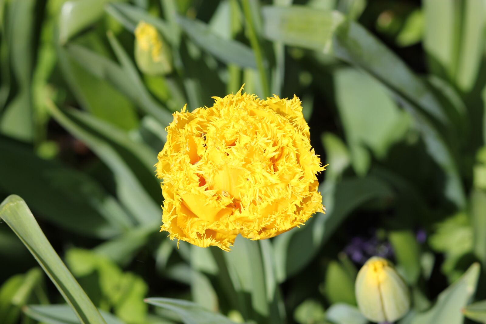 Canon EOS 550D (EOS Rebel T2i / EOS Kiss X4) sample photo. Tulip, floralia, flower photography