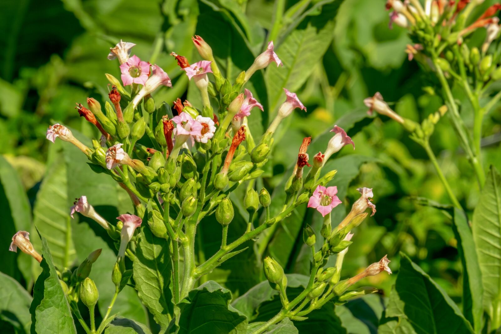 Fujifilm XF 55-200mm F3.5-4.8 R LM OIS sample photo. Tobacco, nicotiana, blossom photography