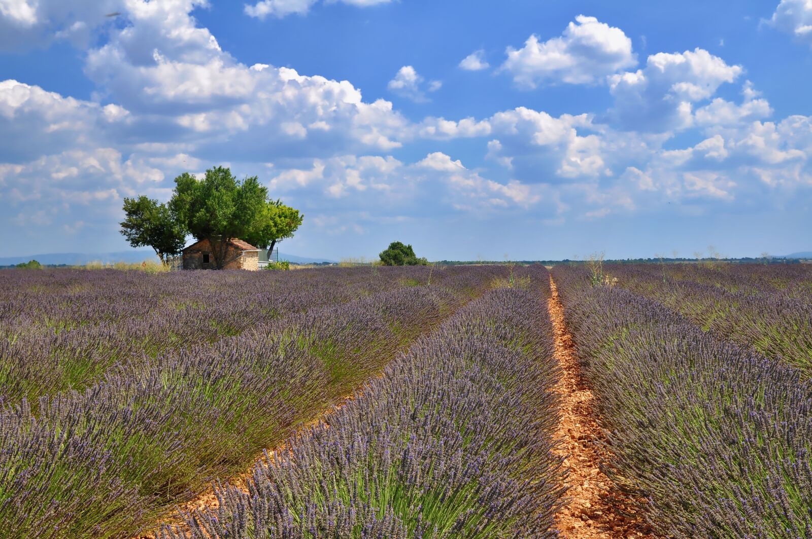 Nikon D90 sample photo. Nature, landscape, lavender field photography