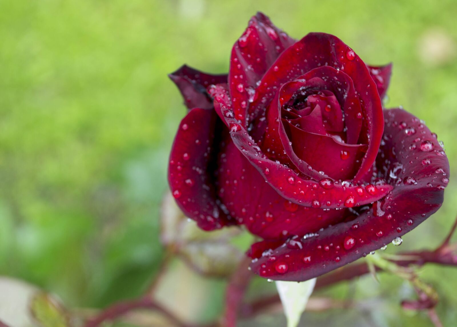 Nikon D3100 sample photo. Rose, beauty photography