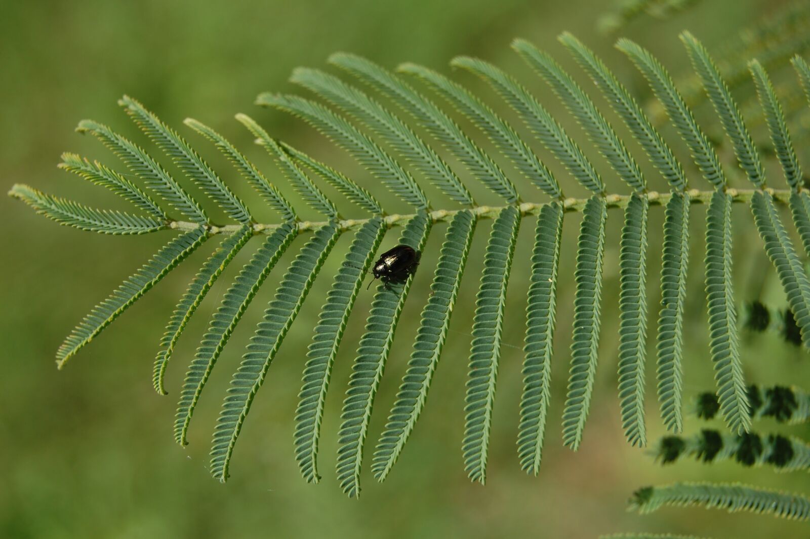 Nikon D40 sample photo. Nature, insect, leaf photography
