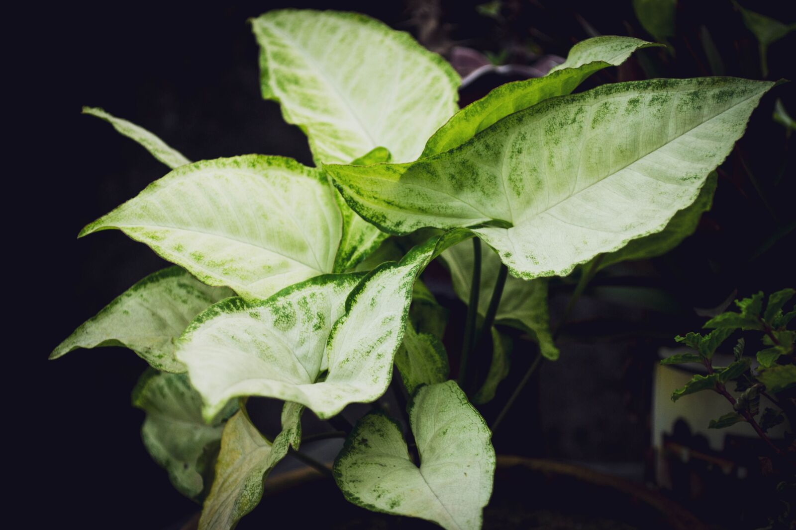Nikon D3100 sample photo. Garden, nature, spring photography