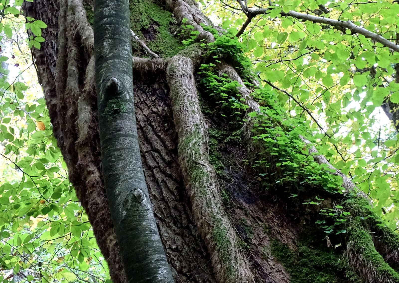 Sony Cyber-shot DSC-HX400V sample photo. Forest, tree, shamrocks photography
