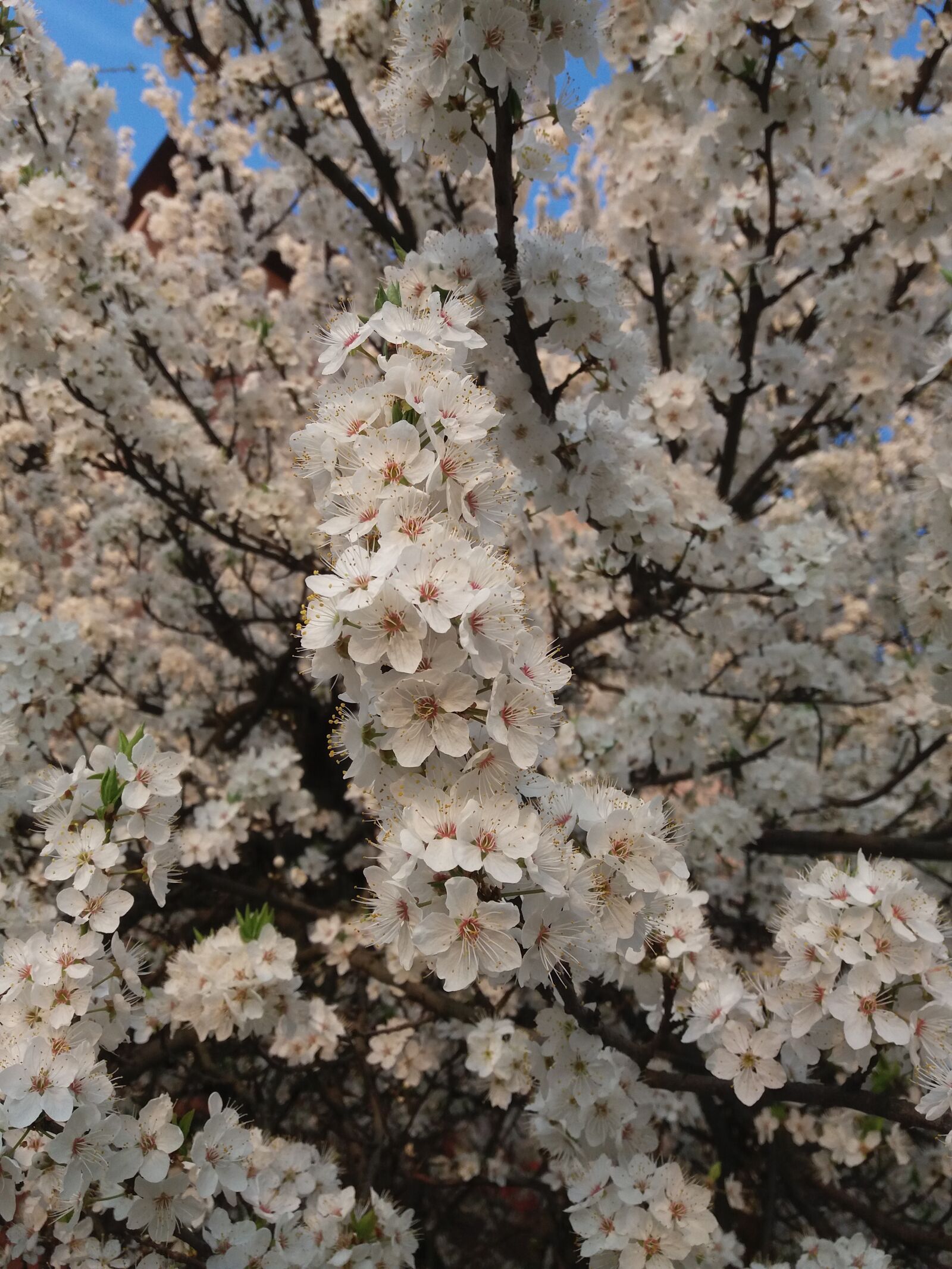 Samsung Galaxy J5 sample photo. Kvity, spring, tree photography
