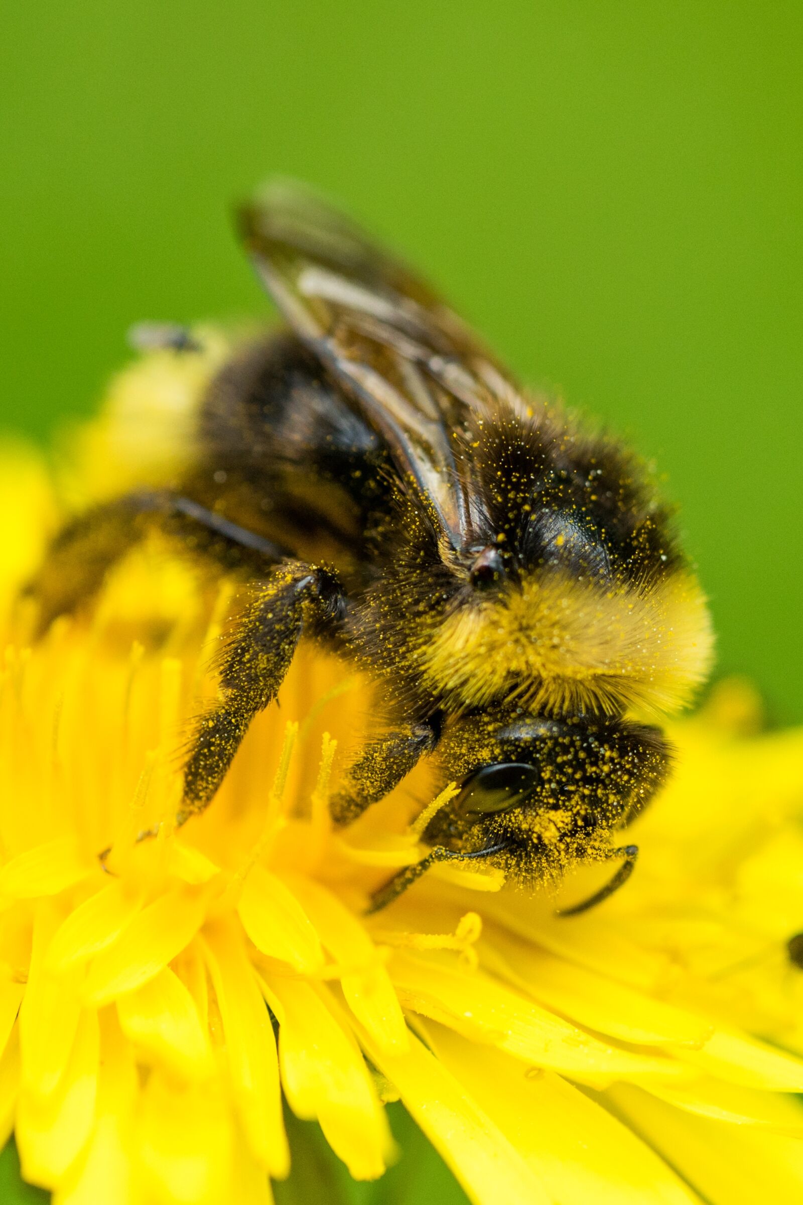 Sony a7 sample photo. Bee, pollination, blossom photography