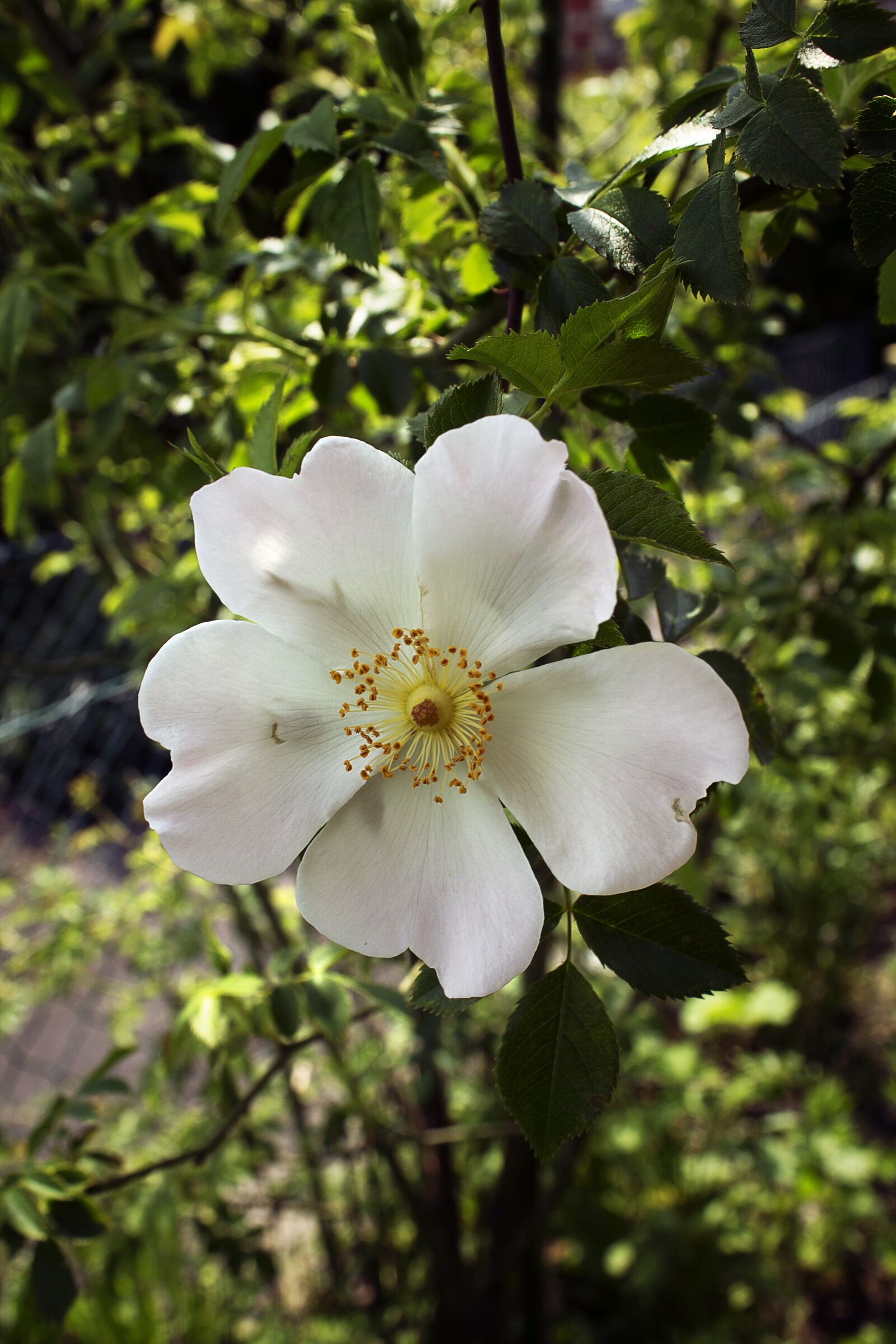 Canon EOS 1100D (EOS Rebel T3 / EOS Kiss X50) sample photo. Rose, blossom, bloom photography