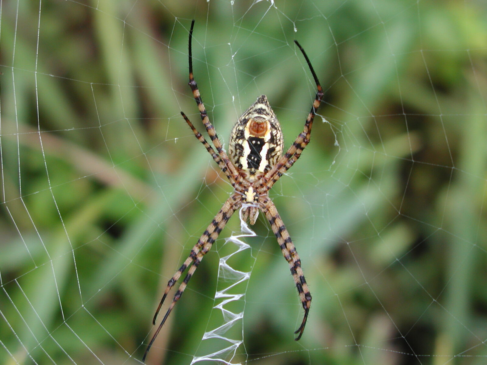 Olympus C3040Z sample photo. Spider, spider, web photography