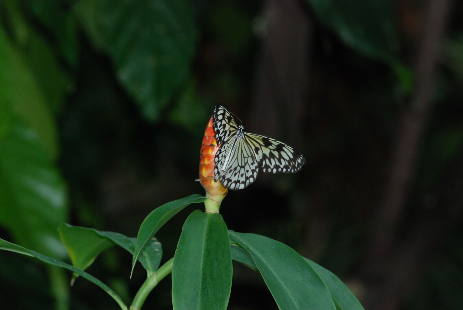 Nikon D80 sample photo. Butterfly, withe, black photography