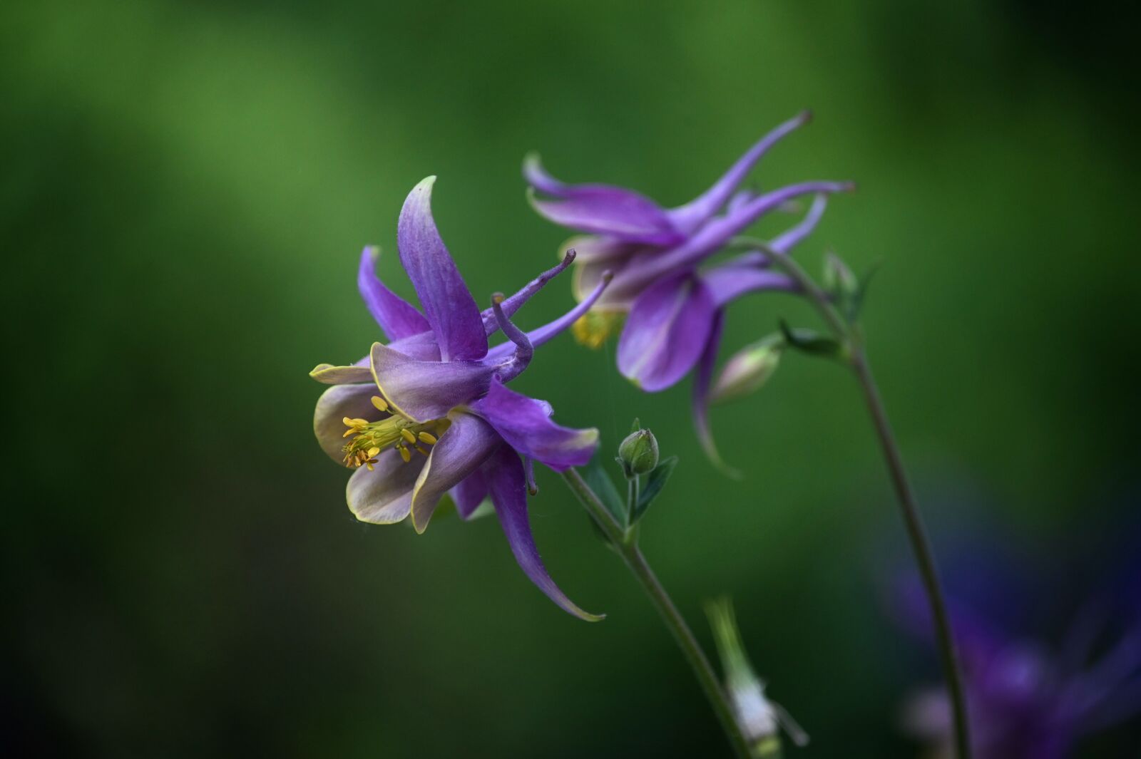 Nikon Z6 sample photo. Columbine, blossom, bloom photography