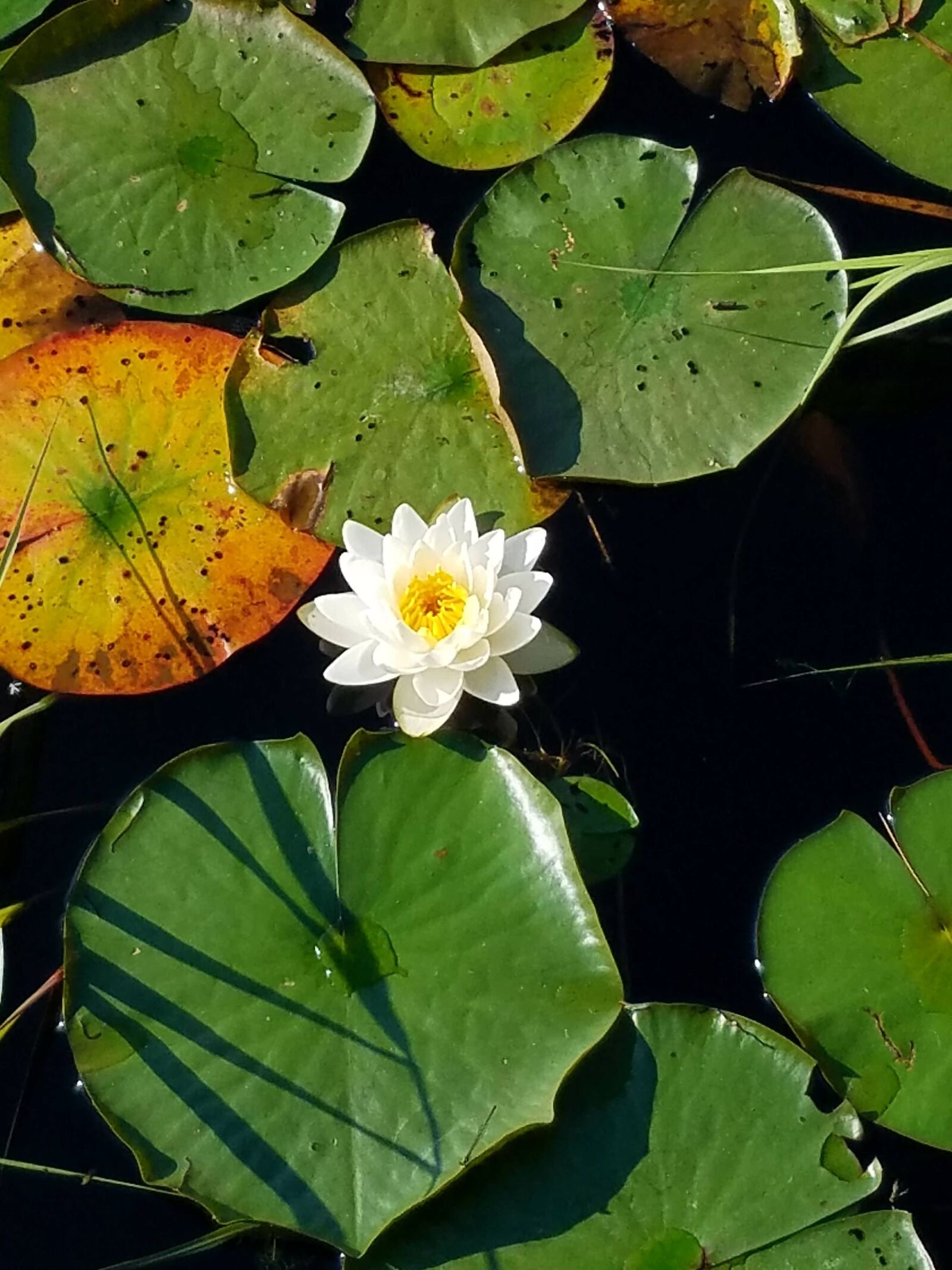 Samsung Galaxy S7 sample photo. Lily pad, water, pond photography