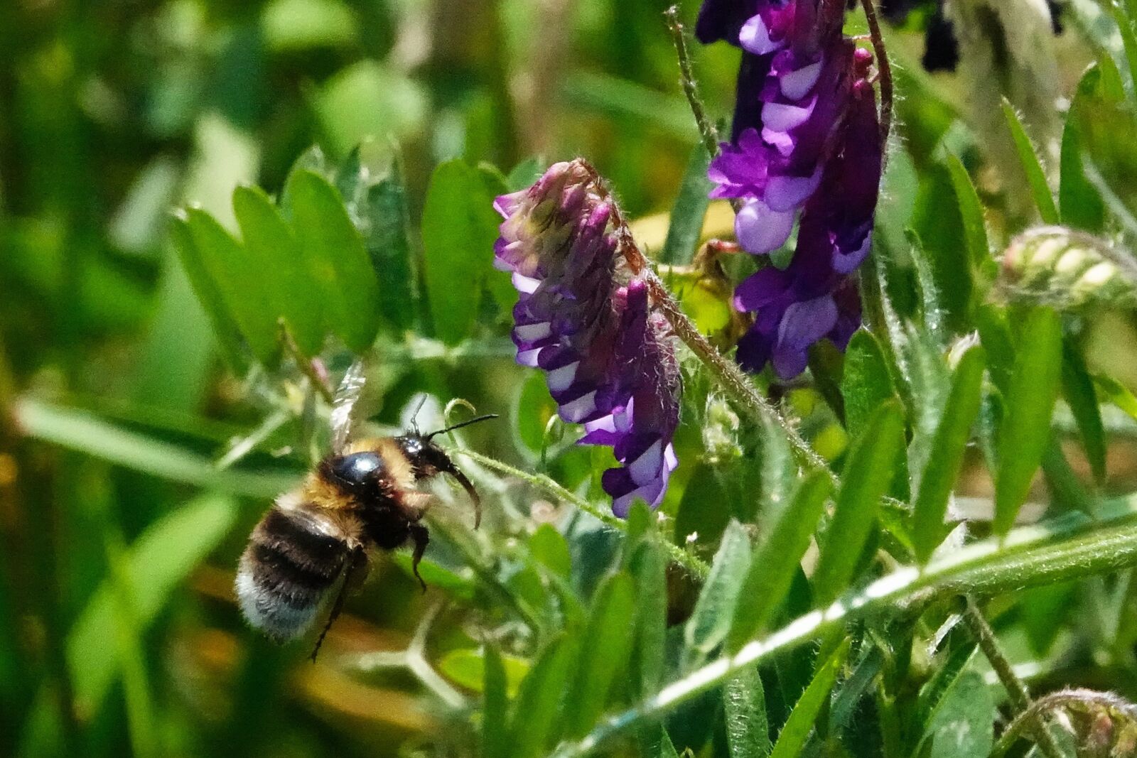 Sony Cyber-shot DSC-RX10 IV sample photo. Bumblebee, garden, flowers photography