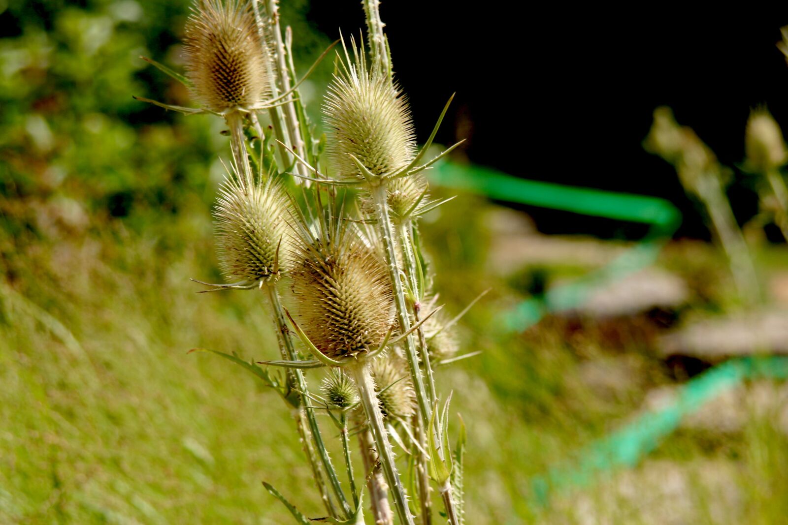 Canon EOS 300D (EOS Digital Rebel / EOS Kiss Digital) sample photo. Thistles, prickly, wild plant photography