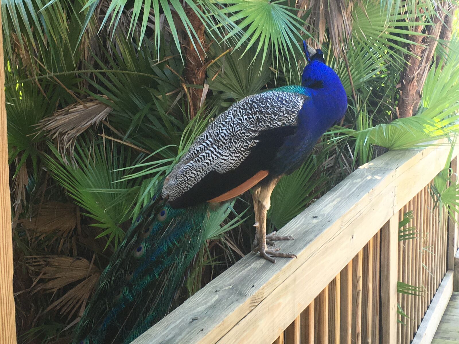 Apple iPhone 6s Plus sample photo. Peacock photography