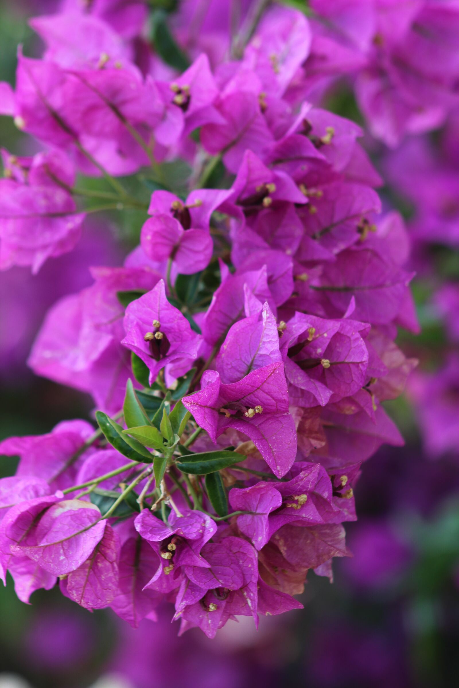 Canon EOS 4000D (EOS Rebel T100 / EOS 3000D) sample photo. Bougainvillea, flowers, nature photography