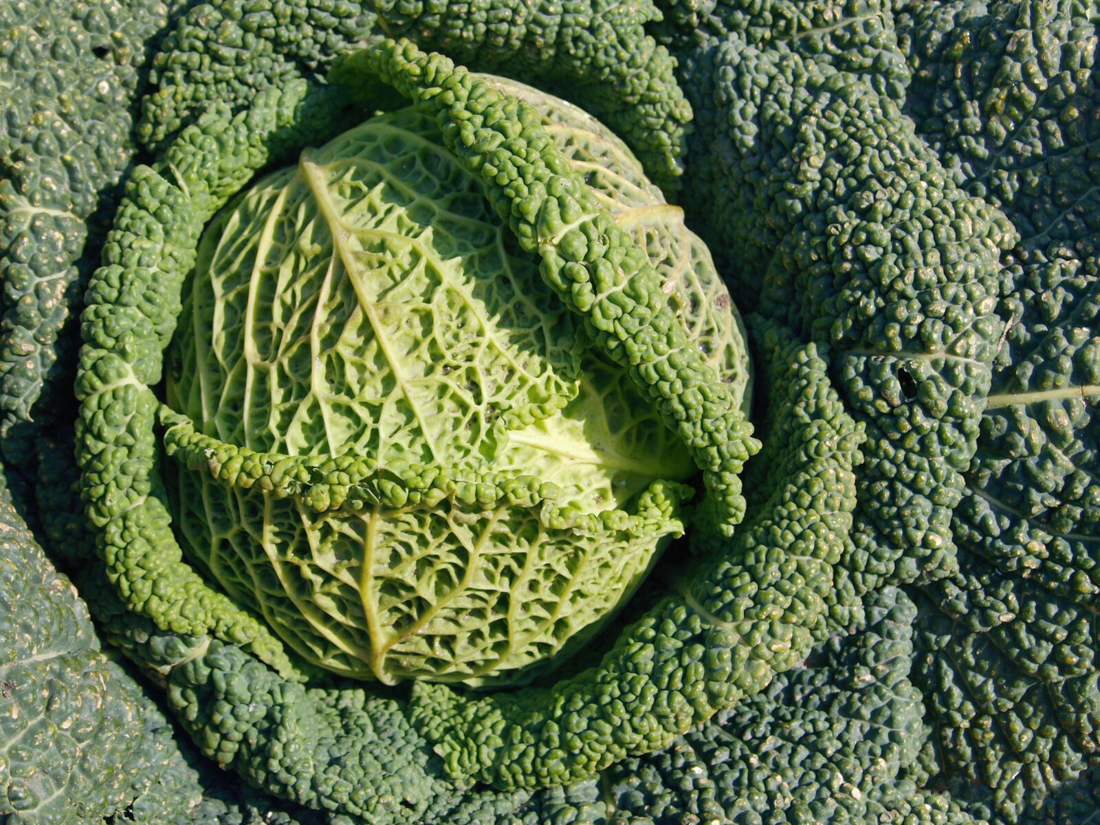 Olympus E-330 (EVOLT E-330) sample photo. Cabbage, green, vegetables photography