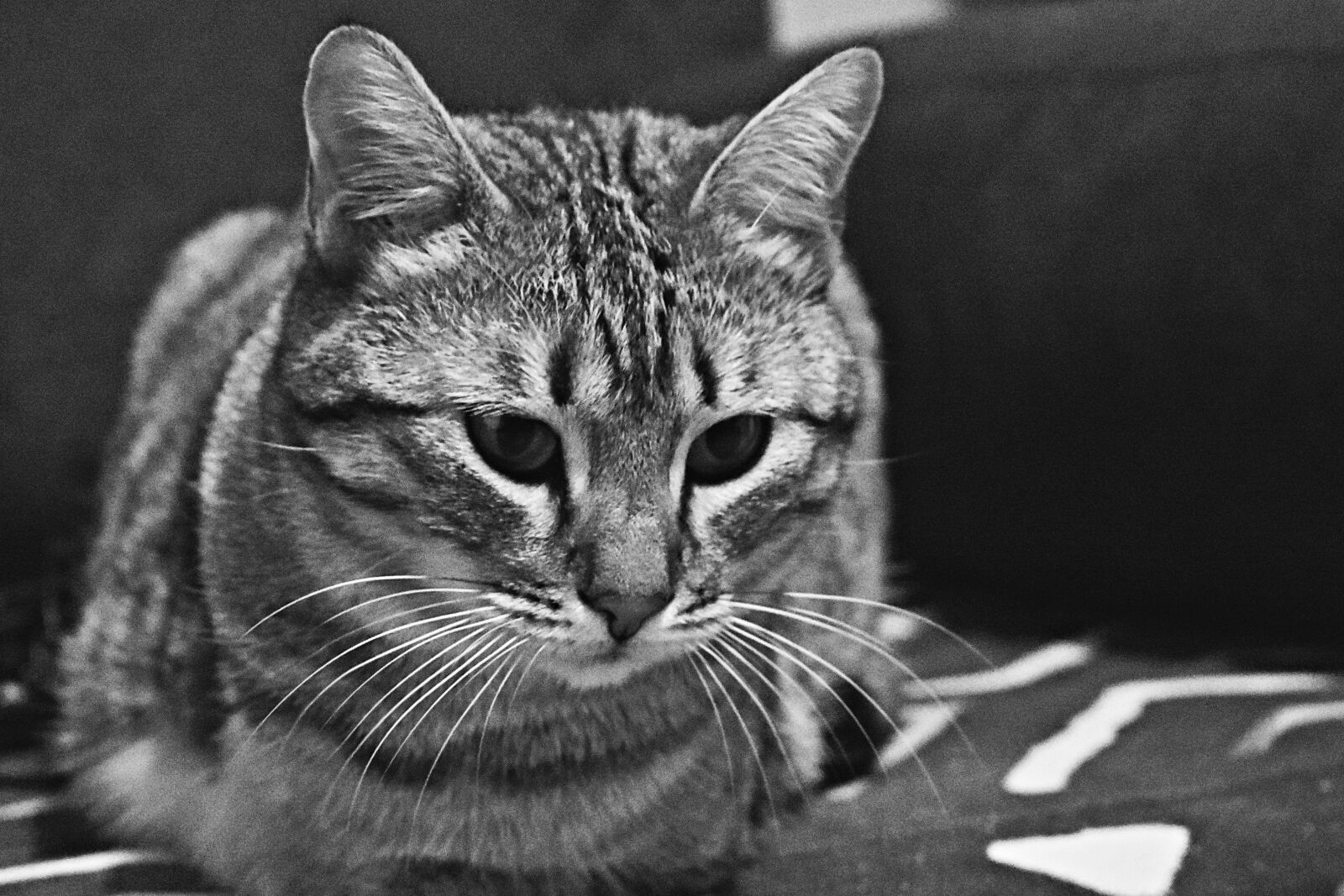 Nikon D3400 sample photo. Cat, white, angora photography