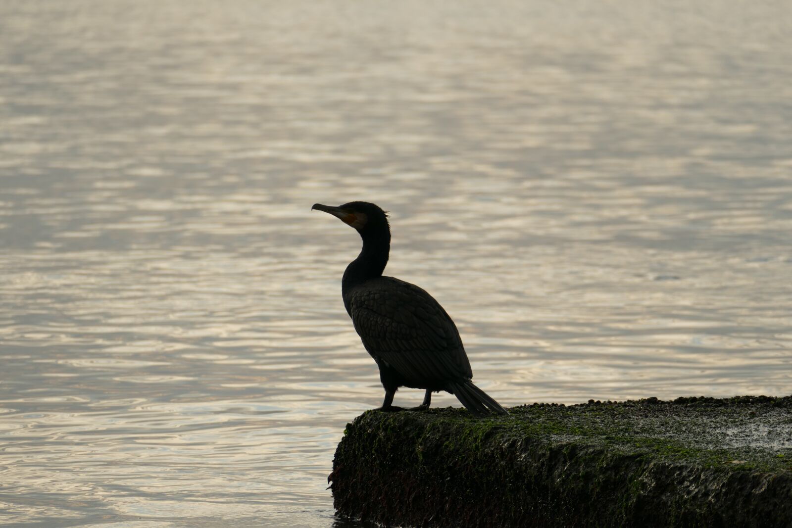 Panasonic Lumix DMC-FZ1000 sample photo. Cormoran, sea, bird photography