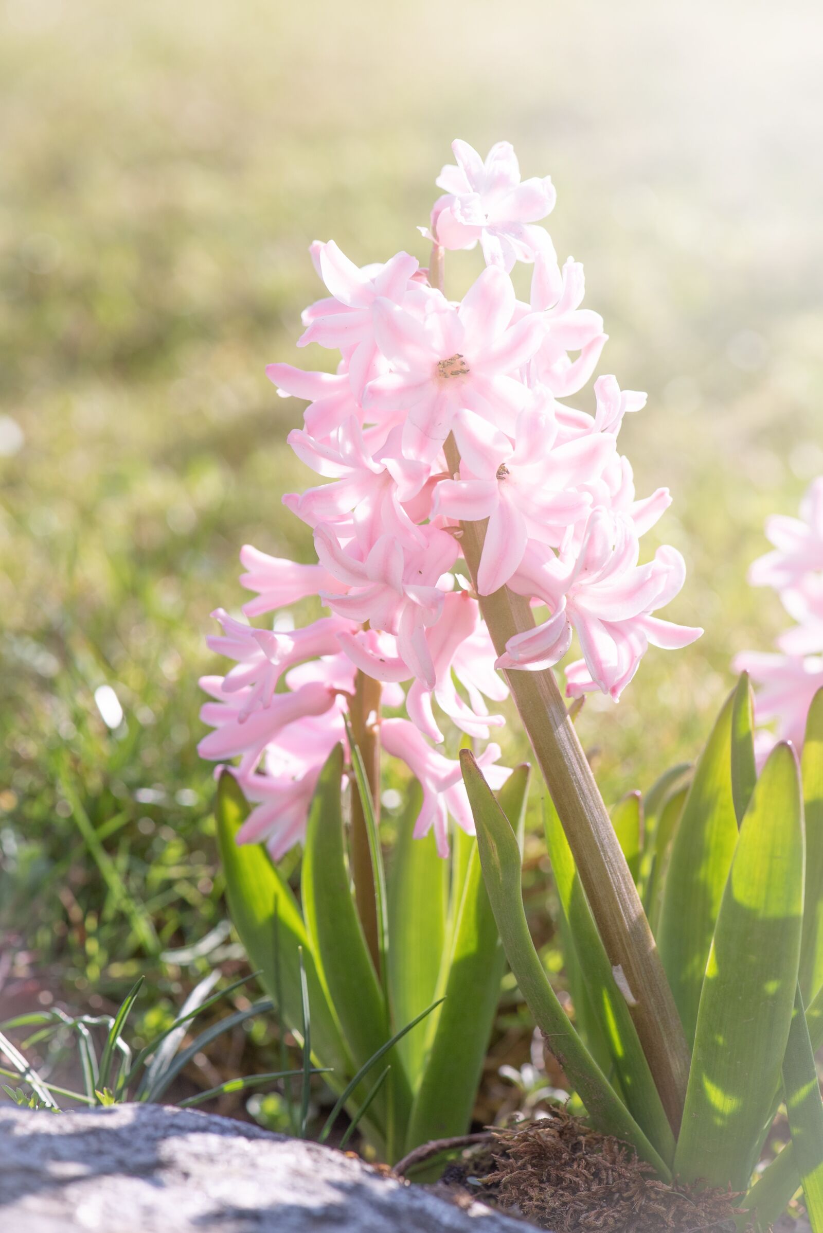 Nikon D750 sample photo. Hyacinth, pink, flower photography
