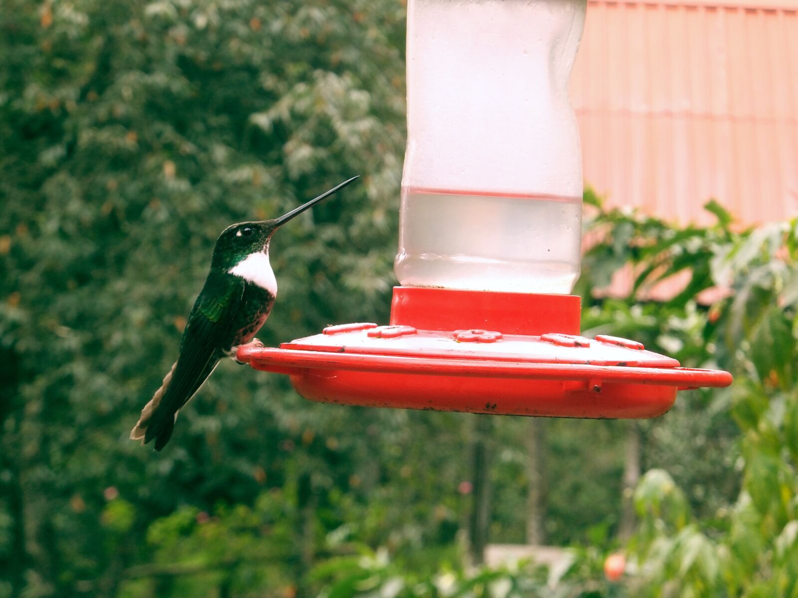 Fujifilm FinePix F550EXR sample photo. Hummingbird, bird, beautiful photography