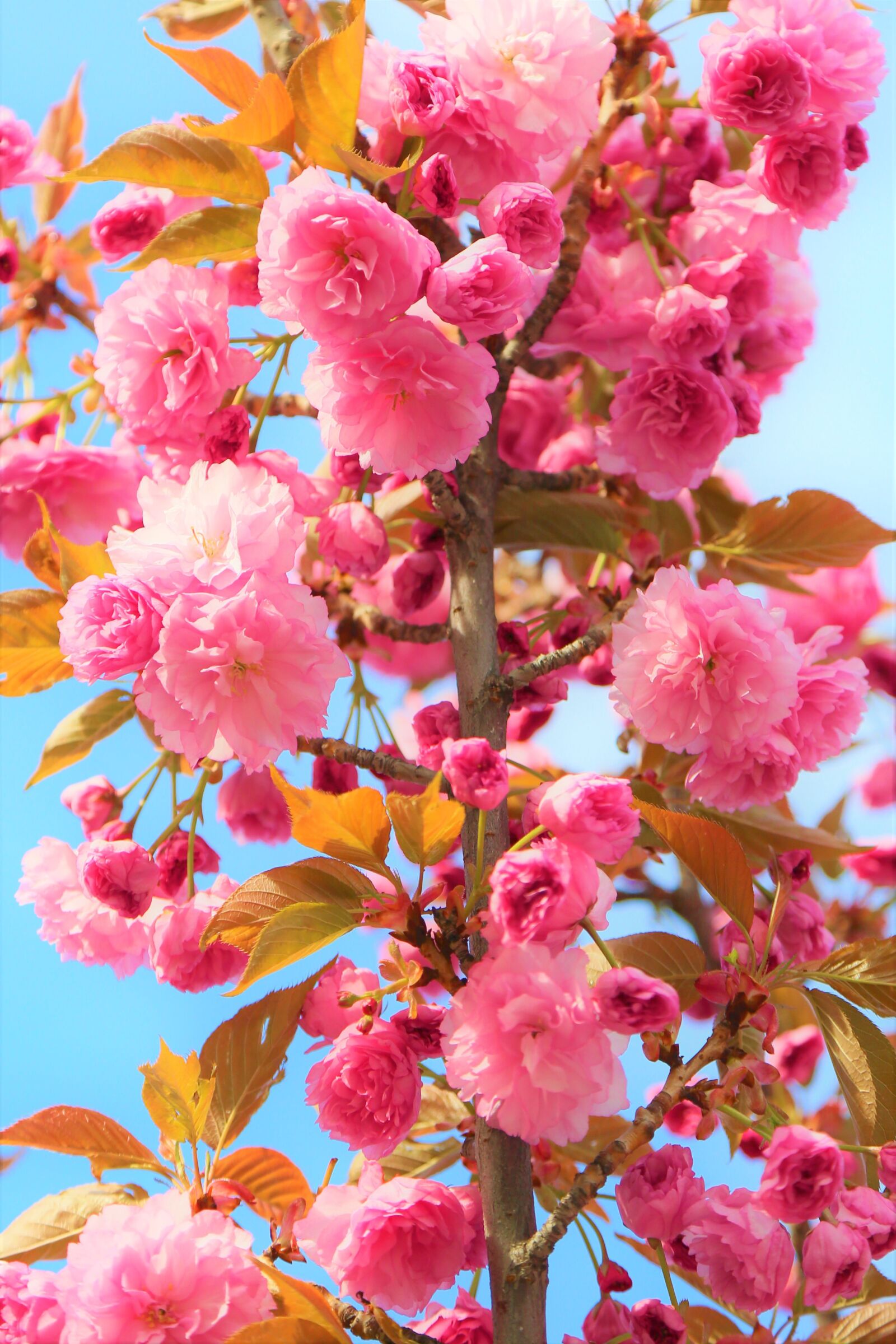 Canon EF 24-105mm F4L IS USM sample photo. Flowers, cherry, spring photography