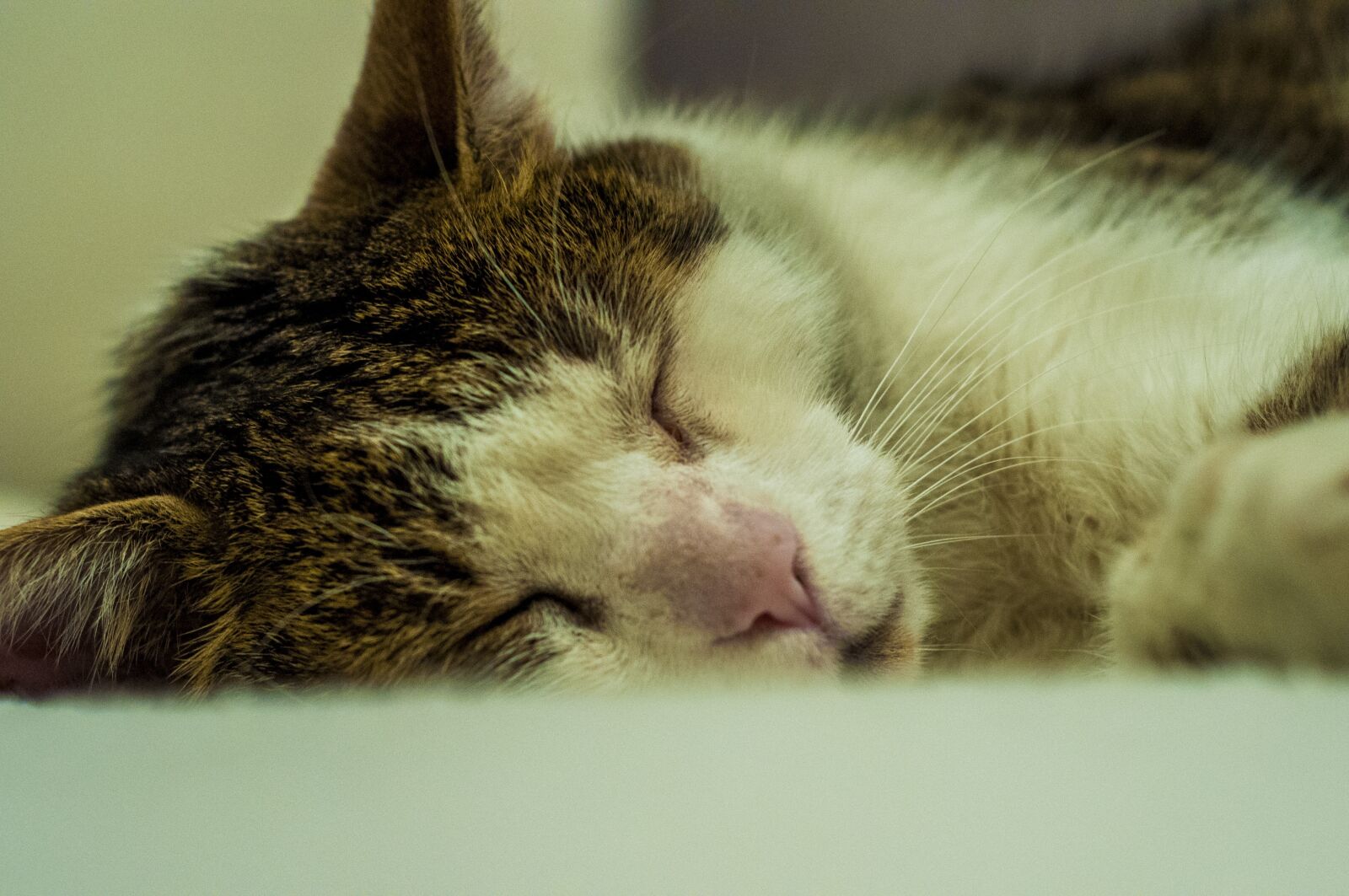 Nikon D90 sample photo. Cat, pet, fur photography