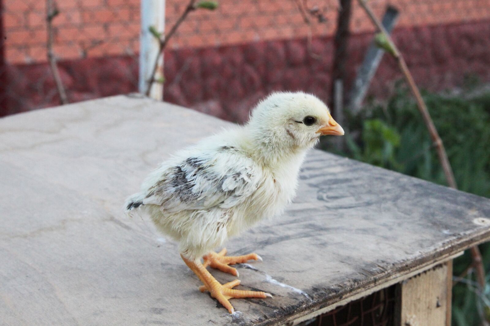 Canon EOS 5D Mark II sample photo. Bird, village, chicken photography