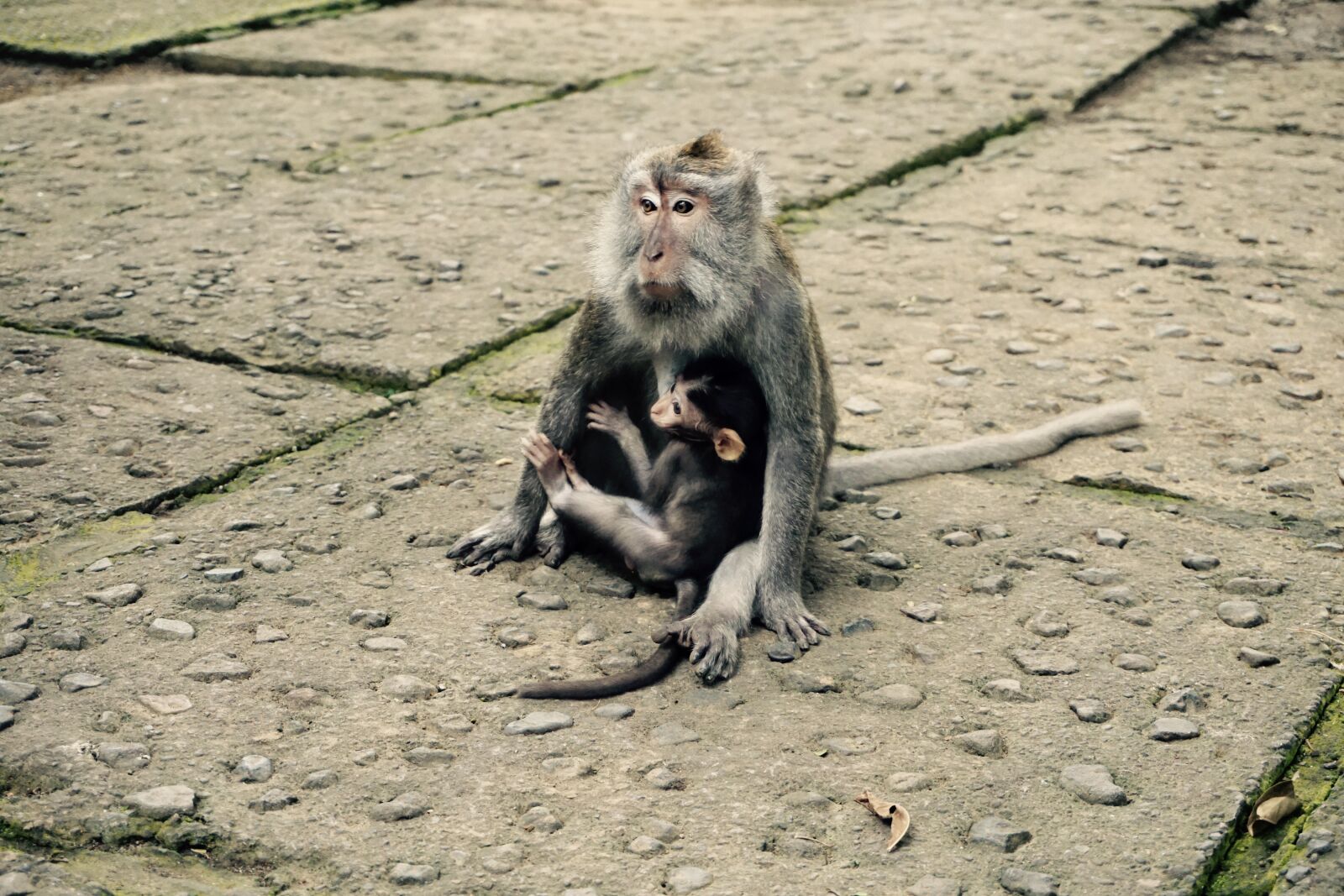 Sony a6000 sample photo. Mom, baby animal, mother photography