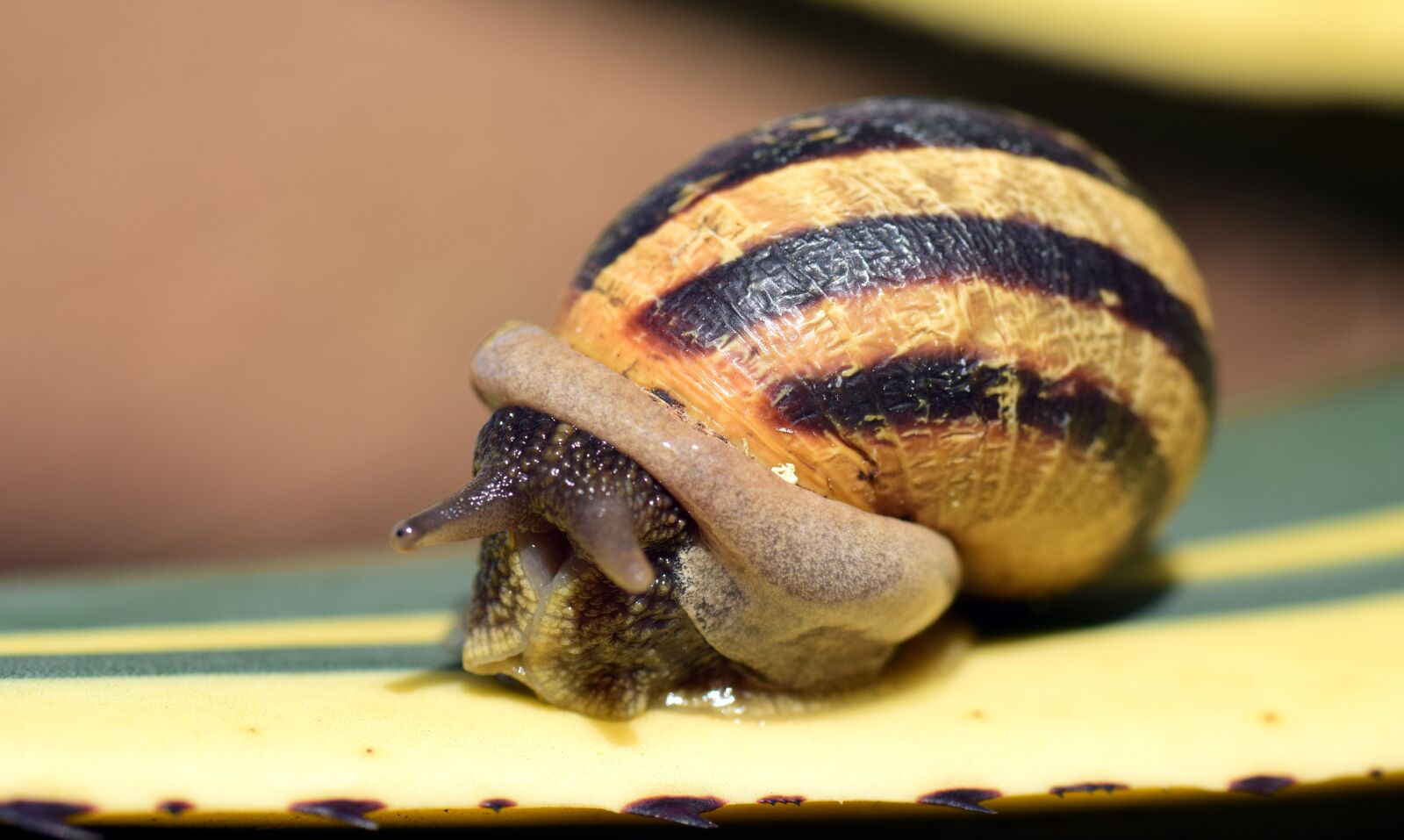 Nikon D3300 sample photo. Snail, shell, close up photography