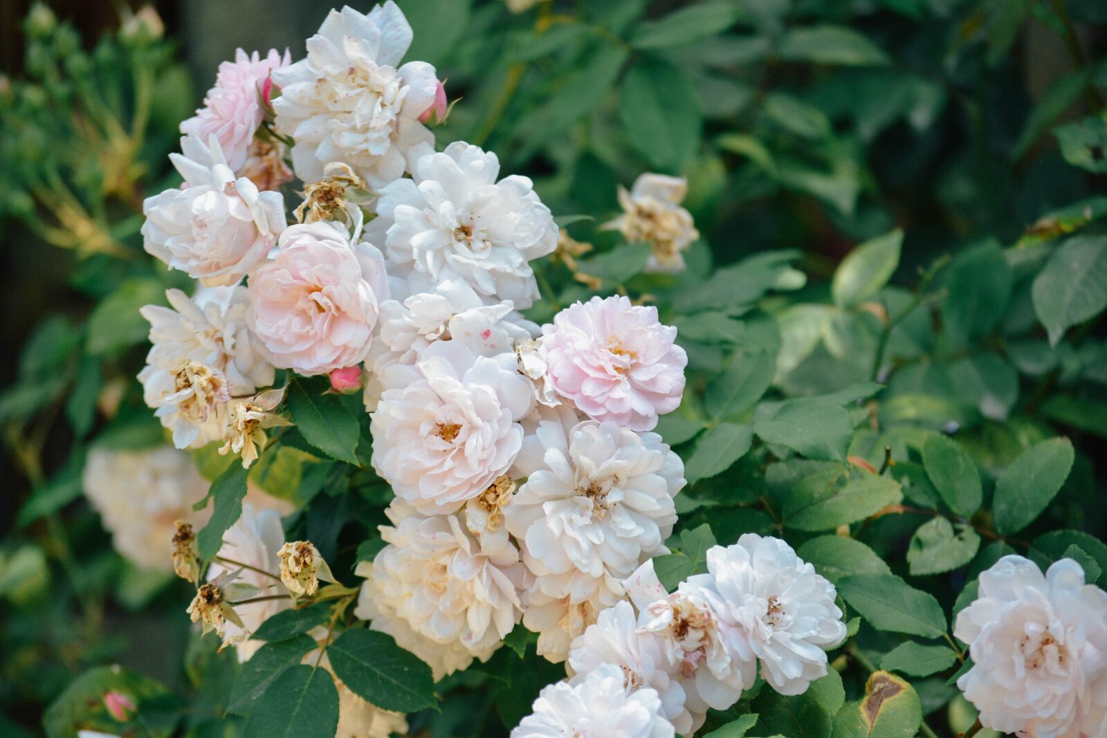 Nikon D3100 sample photo. Flowers, bunch of flowers photography