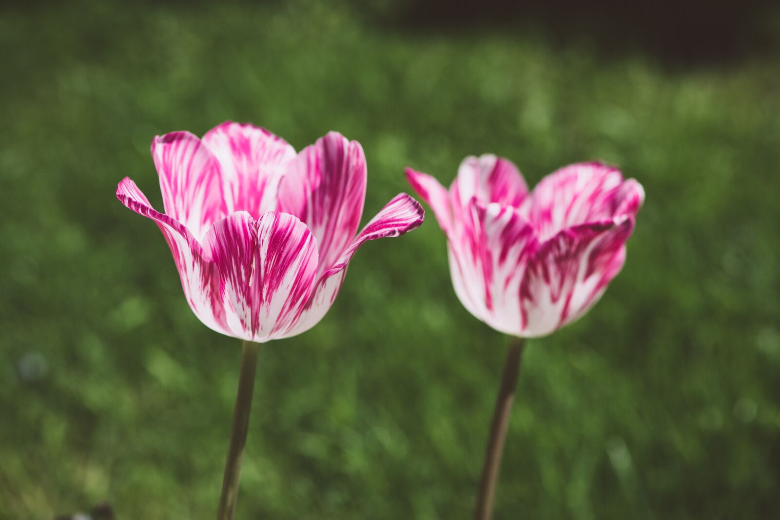 Nikon D750 sample photo. Tulips, flowers, pink photography