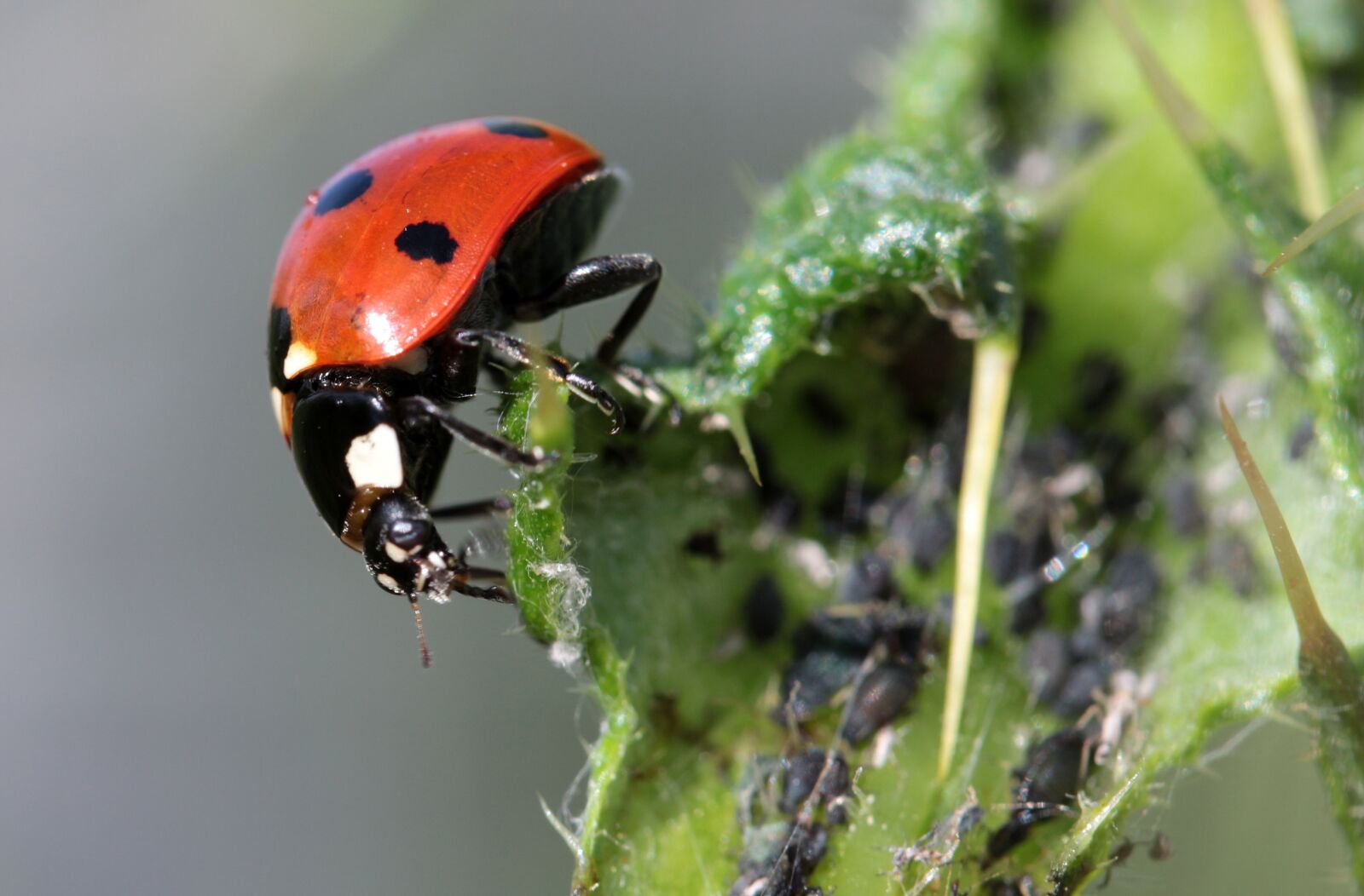 Canon EOS 650D (EOS Rebel T4i / EOS Kiss X6i) sample photo. Ladybug, beetle, coccinellidae photography
