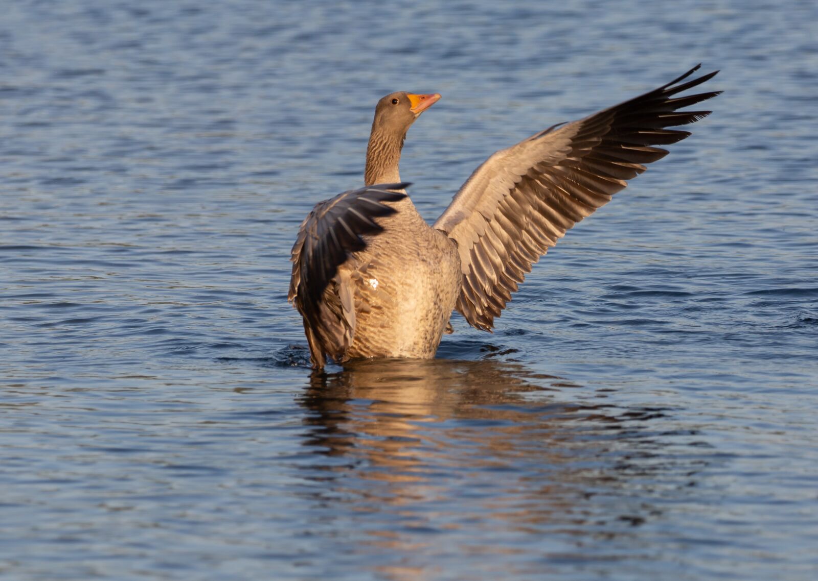 Canon EOS 5D Mark III sample photo. Greylag goose, goose, goose photography