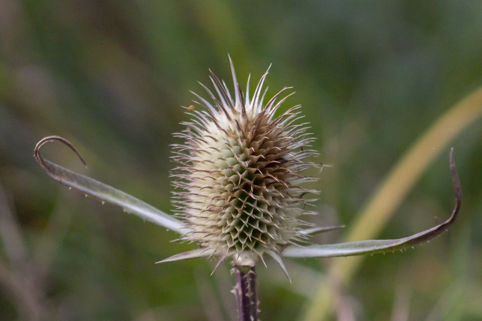 Canon EF75-300mm f/4-5.6 sample photo. Wildflower, stalk, szam rk photography