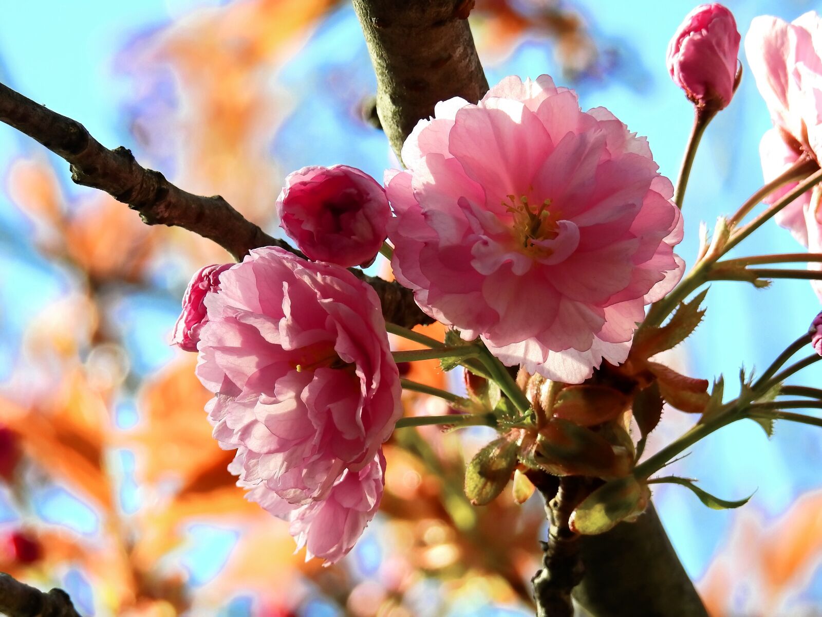Nikon Coolpix P900 sample photo. Blossom, bloom, tree photography