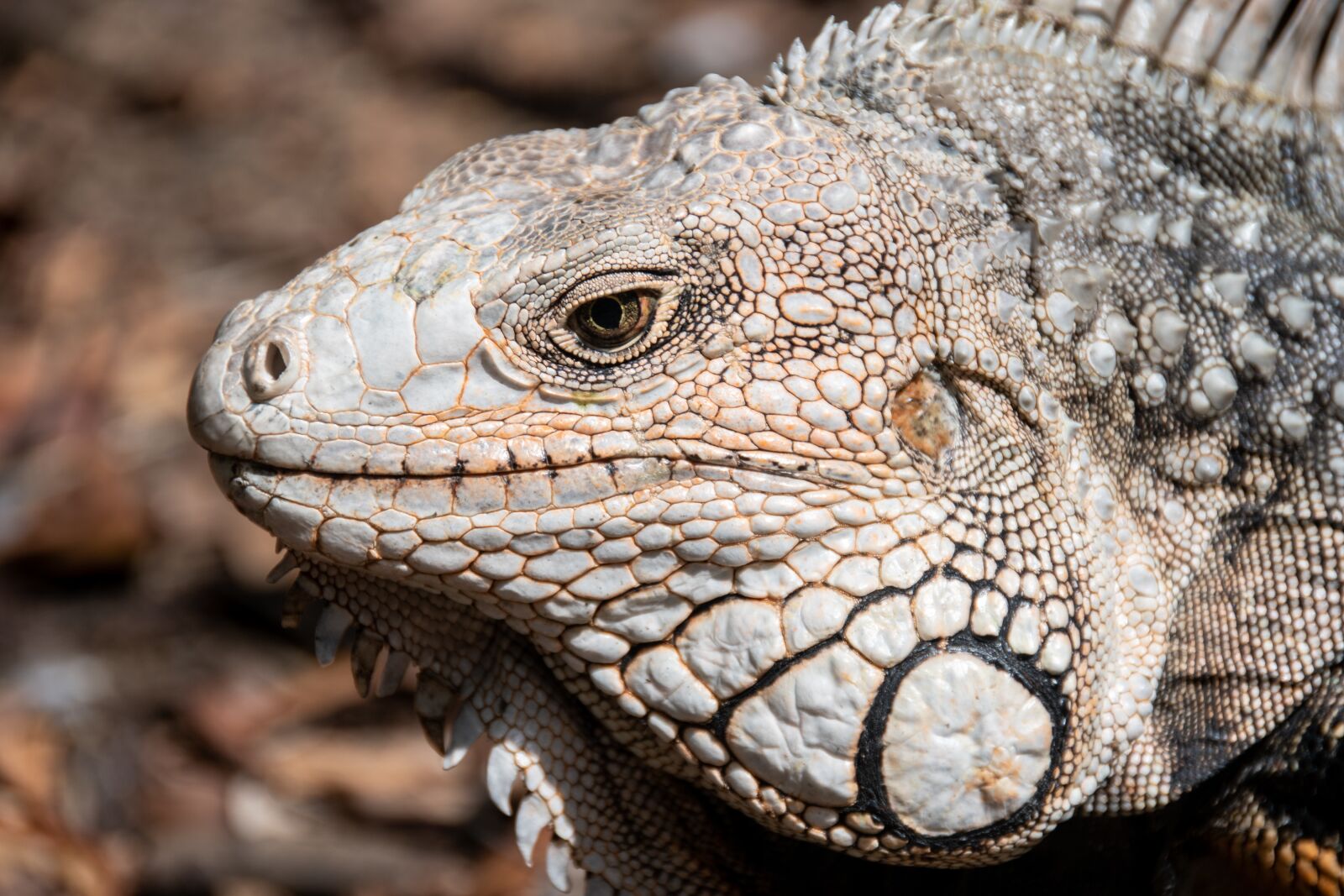 Nikon D5600 sample photo. Iguana, lizard, reptile photography