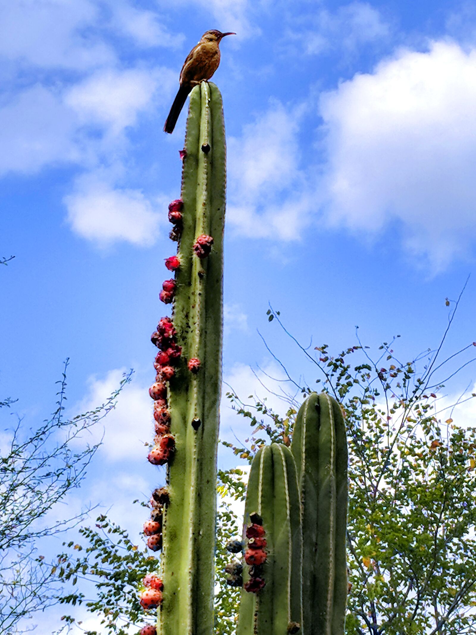 Google Pixel sample photo. Cereus peruvianus, cactus fruit photography