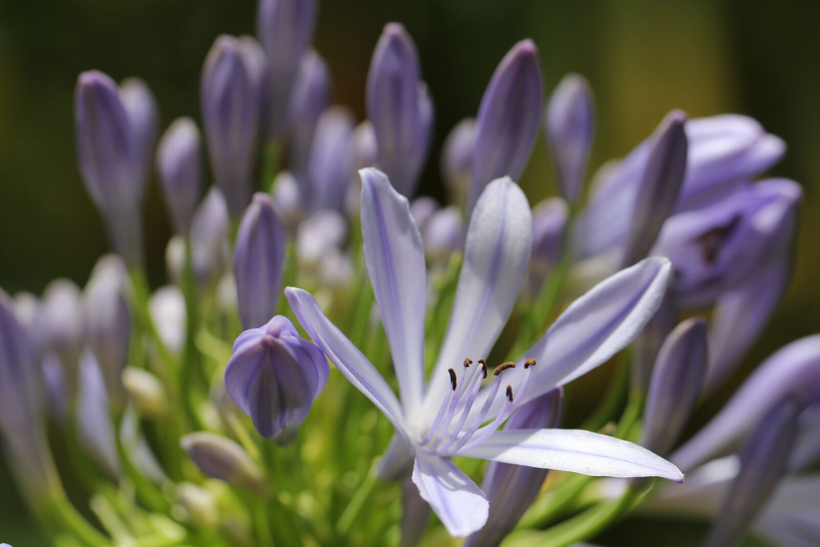Canon EF 100mm F2.8L Macro IS USM sample photo. Purple, plant, blossom photography