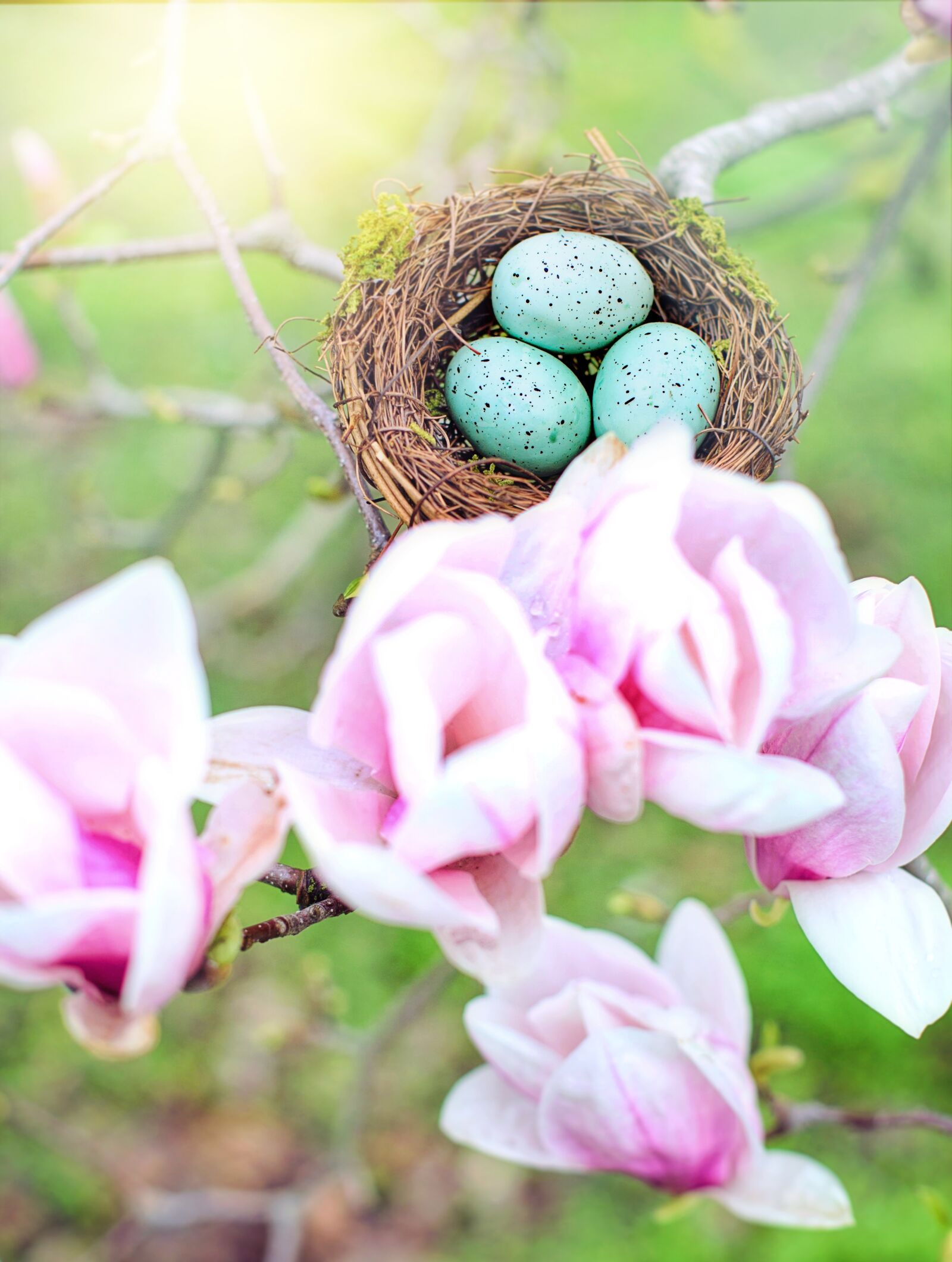 Canon EF 50mm F1.4 USM sample photo. Nest, robin eggs, eggs photography