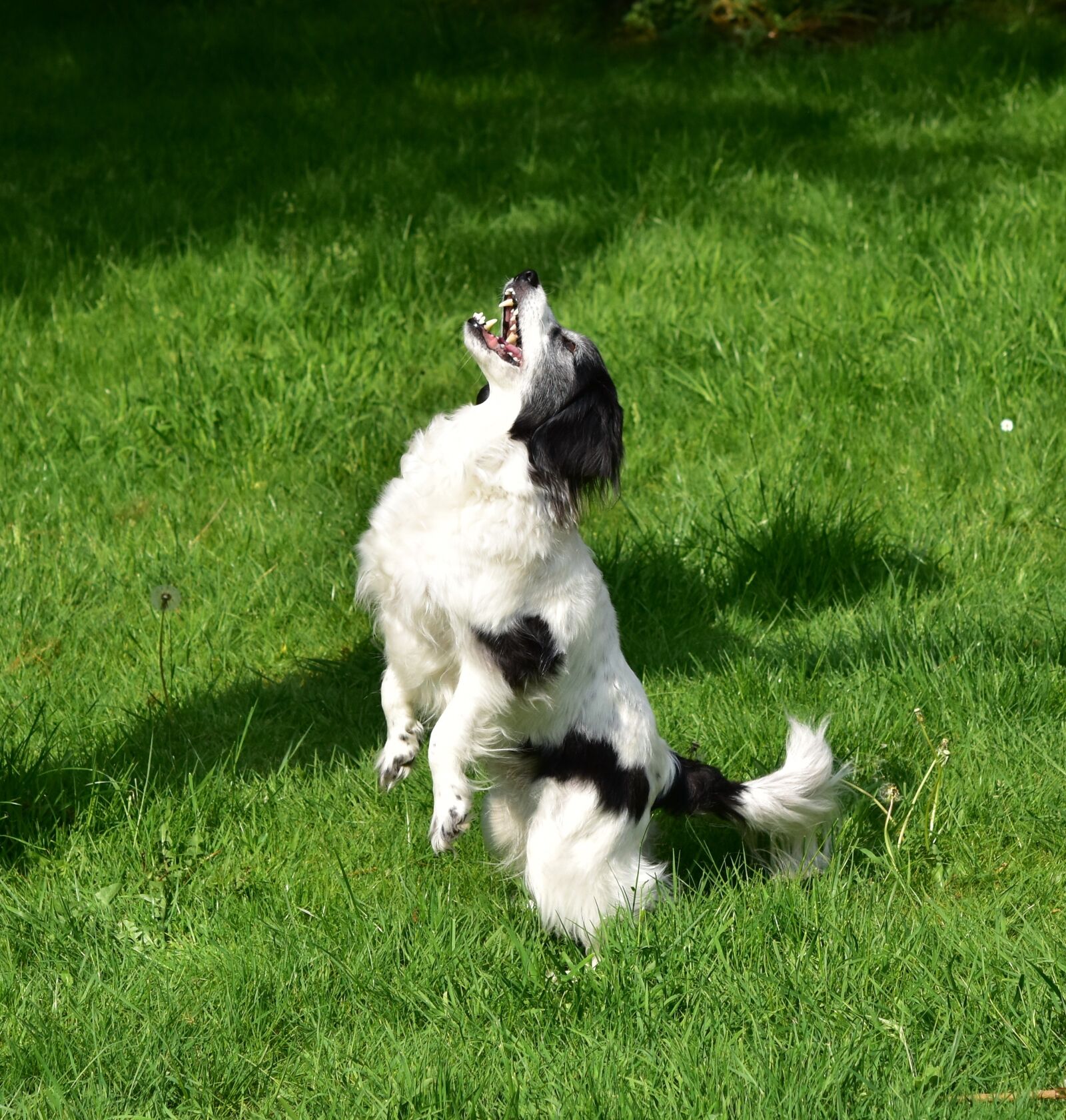 Nikon D5600 sample photo. Dog, play, catch photography