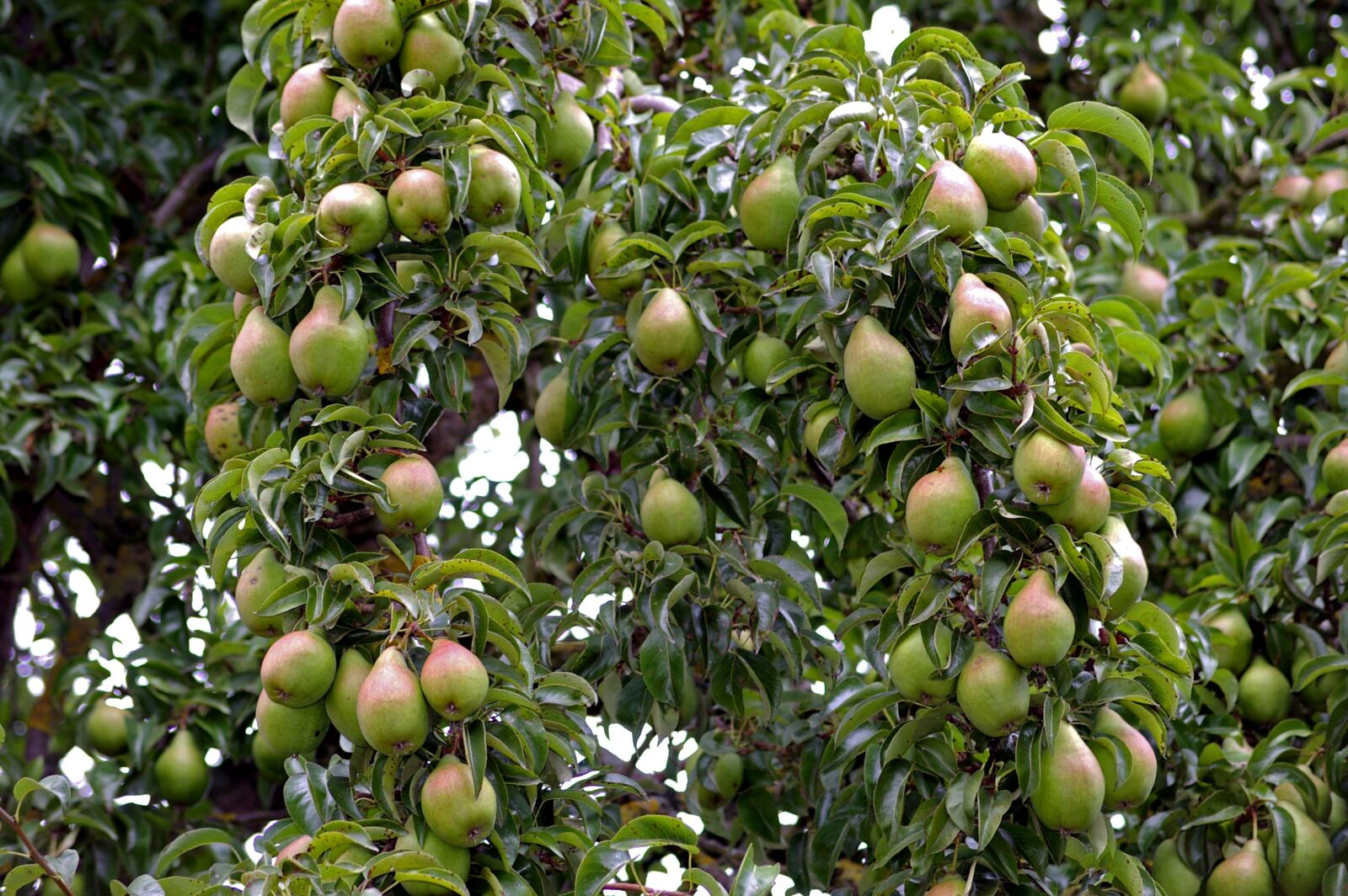 Pentax *ist DL2 sample photo. Pears, pear, harvest photography