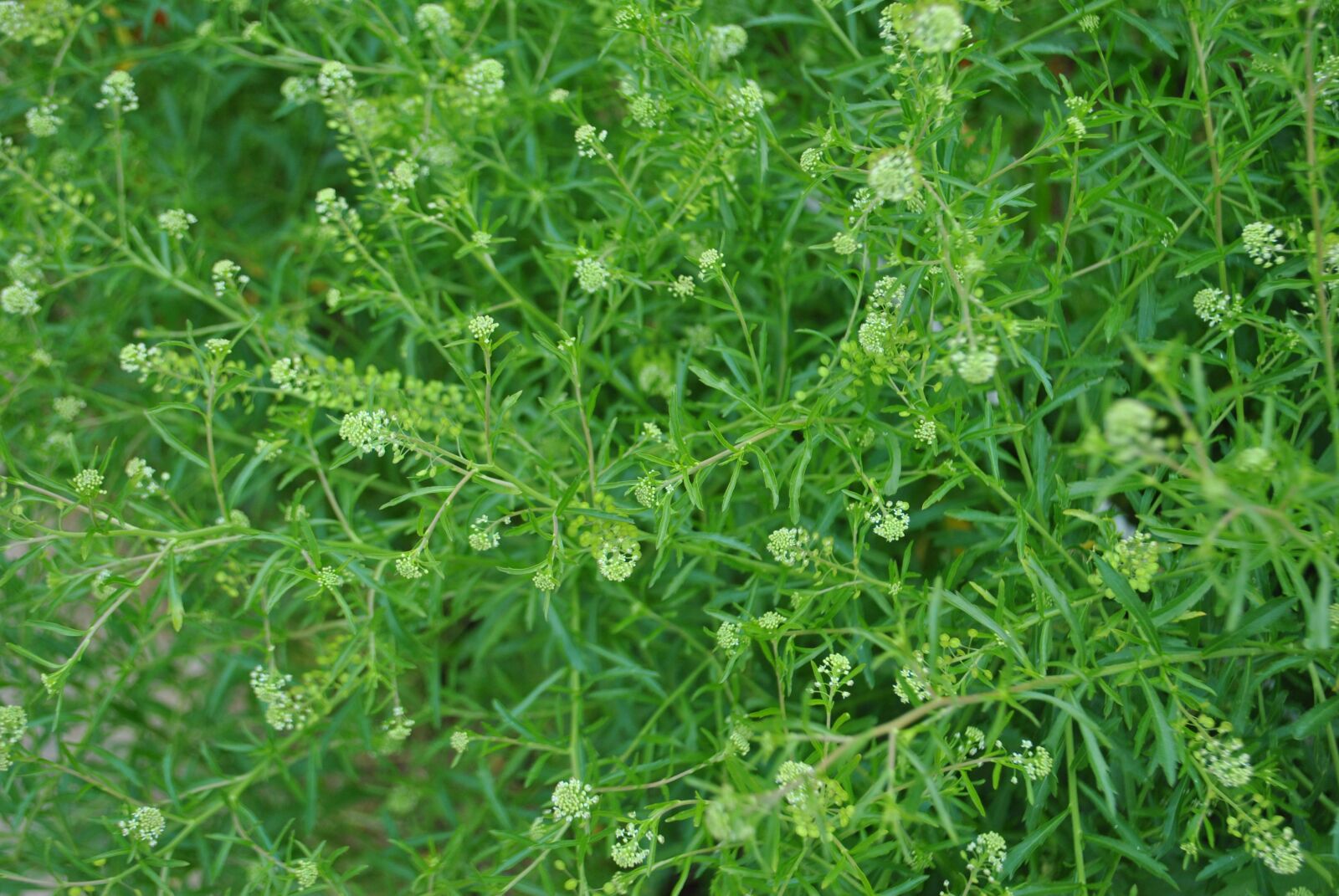 Nikon D3000 sample photo. Nature, flowers, wildflower photography
